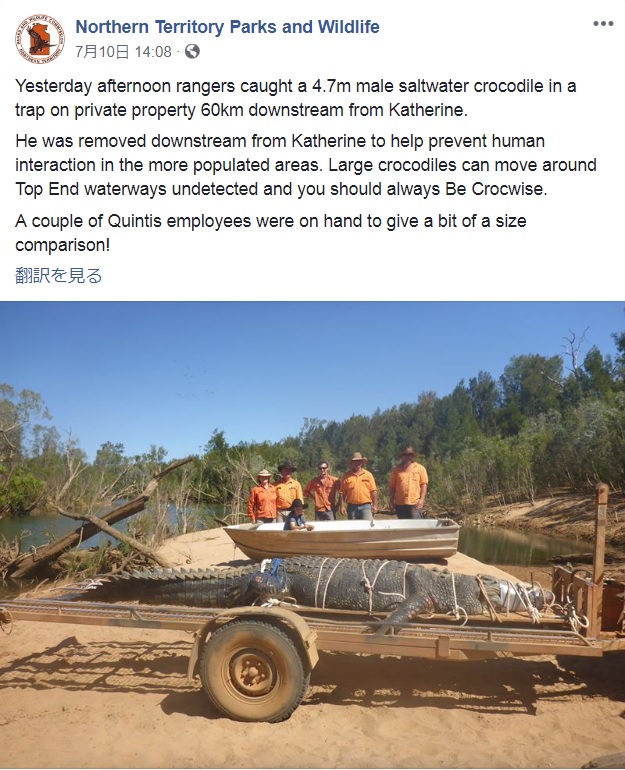 4.7メートルのイリエワニを捕獲（画像は『Northern Territory Parks and Wildlife　2018年7月10日付Facebook「Yesterday afternoon rangers caught a 4.7m male saltwater crocodile in a trap on private property 60km downstream from Katherine.」』のスクリーンショット）