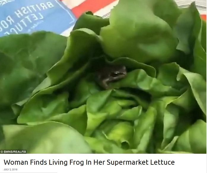 レタスの中から出てきたカエル（画像は『real fix　2018年7月2日付「Woman Finds Living Frog In Her Supermarket Lettuce」（SWNS/REALFIX）』のスクリーンショット）