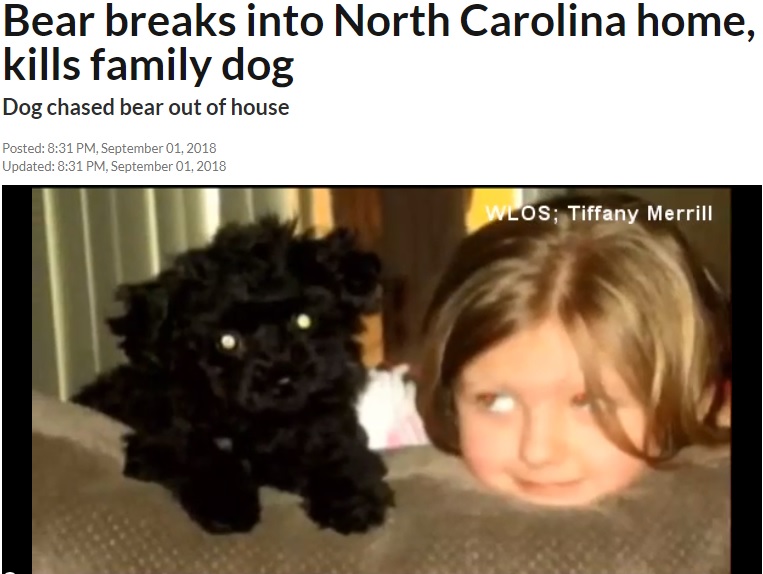 家族を守って命を落としたペット犬（画像は『abc11.com　2018年9月2日付「Black Mountain family saved by dog after bear breaks into house」』のスクリーンショット）