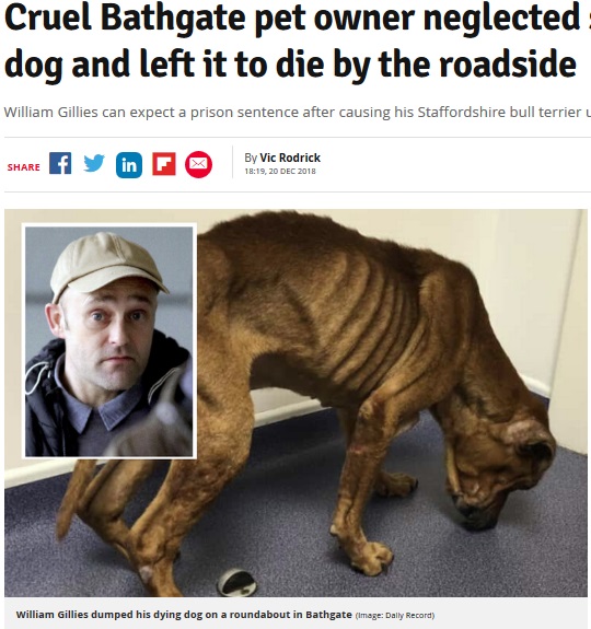 残酷な飼い主に捨てられたがんを患う犬（画像は『Daily Record　2018年12月20日付「Cruel Bathgate pet owner neglected starving cancer dog and left it to die by the roadside」（Image: Daily Record）』のスクリーンショット）