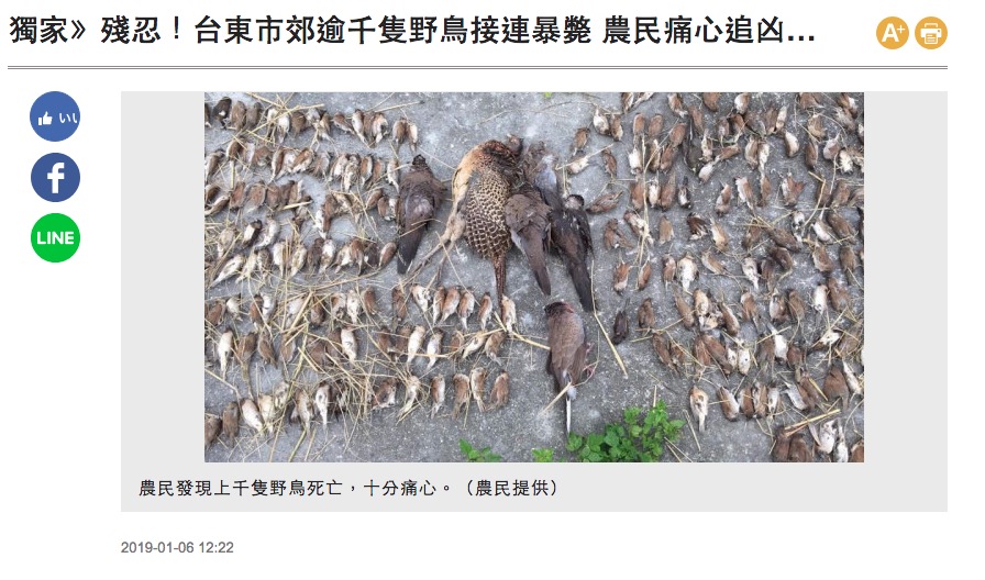 大量の野鳥が原因不明の死（画像は『自由時報　2019年1月6日付「獨家》殘忍！台東市郊逾千隻野鳥接連暴斃 農民痛心追凶…」（農民提供）』のスクリーンショット）
