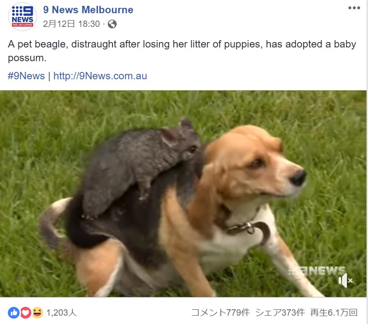 ポッサムと仲良しのビーグル犬（画像は『9 News Melbourne　2019年2月12日付Facebook「A pet beagle, distraught after losing her litter of puppies, has adopted a baby possum.」』のスクリーンショット）