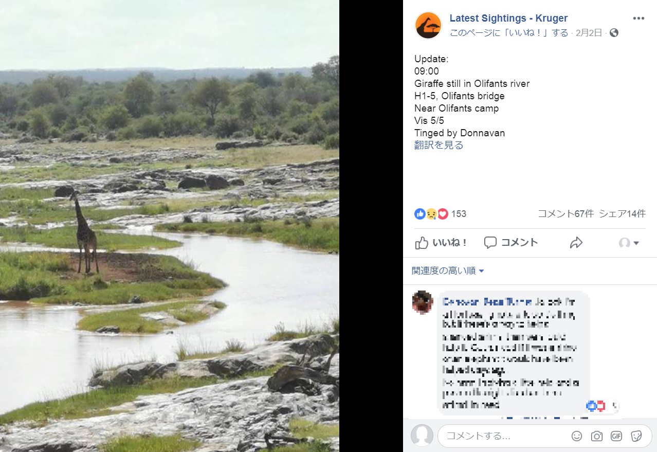 川の中州に取り残されたキリン（画像は『Latest Sightings - Kruger　2019年2月2日付Facebook「Update:09:00 Giraffe still in Olifants river H1-5, Olifants bridge Near Olifants camp Vis 5/5 Tinged by Donnavan」』のスクリーンショット）