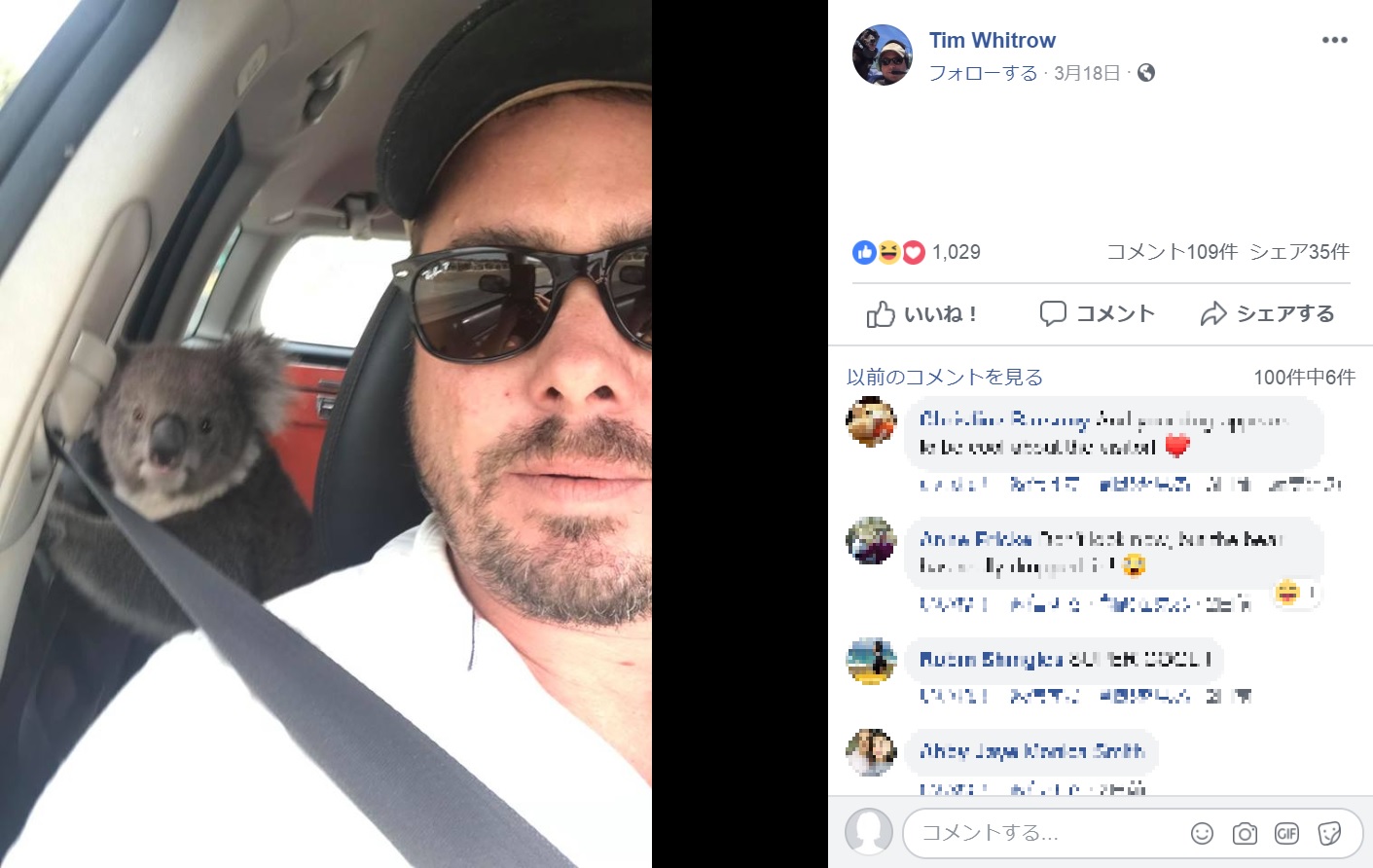 車からなかなか降りようとしない野生のコアラ（画像は『Tim Whitrow　2019年3月17日付Facebook「After an already crazy week this happened today.」』のスクリーンショット）