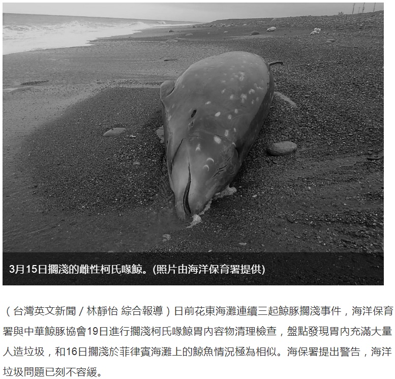 打ち上げられたクジラの死骸（画像は『台湾英文新聞　2019年3月20日付「海廢問題危及動物存續　擱淺花東的柯氏喙鯨一屍兩命」（照片由海洋保育署提供）』のスクリーンショット）