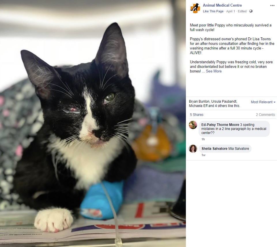 30分間洗濯された後、復活した猫（画像は『Animal Medical Centre　2019年4月1日付Facebook「Meet poor little Poppy who miraculously survived a full wash cycle!」』のスクリーンショット）