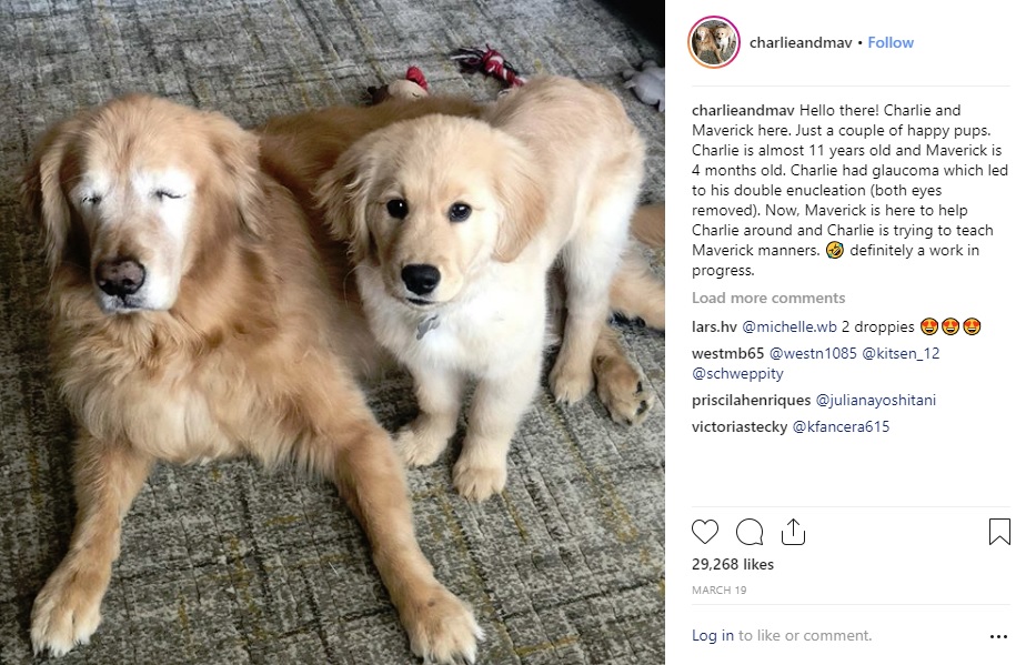 盲目の老犬と友達になった4か月の仔犬（画像は『Charlie And Maverick　2019年3月19日付Instagram「Hello there! Charlie and Maverick here. Just a couple of happy pups.」』のスクリーンショット）