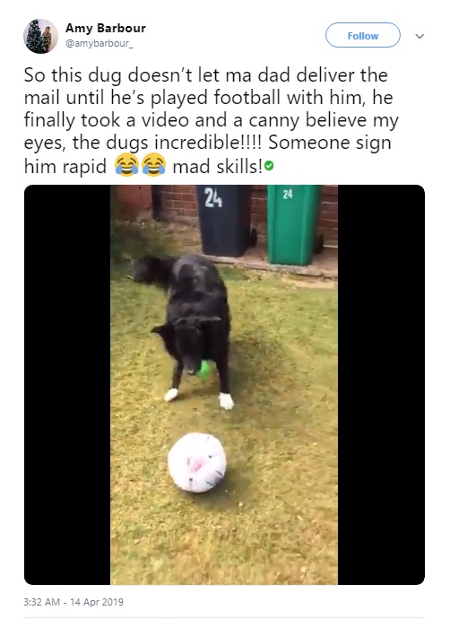 サッカーに夢中なボーダー・コリー（画像は『Amy Barbour　2019年4月14日付Twitter「So this dug doesn’t let ma dad deliver the mail until he’s played football with him, he finally took a video and a canny believe my eyes, the dugs incredible!!!!」』のスクリーンショット）