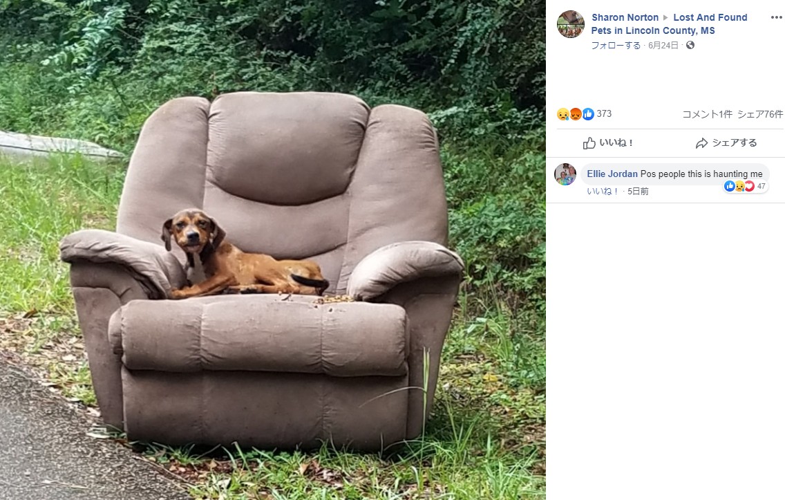 ソファーとともに捨てられた子犬（画像は『Sharon Norton‎　2019年6月24日付Facebook「I get a message this morning to go check out this dog that’s in the chair, this is what I pulled up and seen..」』のスクリーンショット）