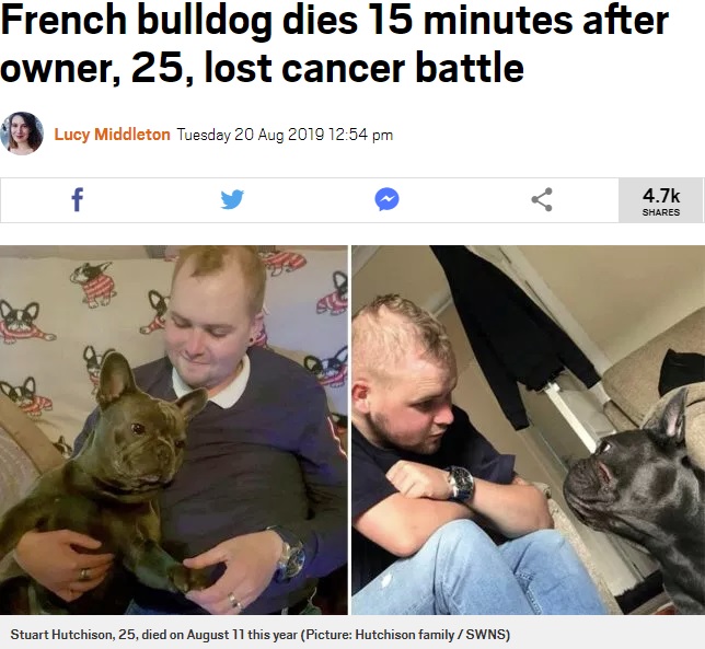 飼い主の後を追うように旅立った犬（画像は『Metro　2019年8月20日付「French bulldog dies 15 minutes after owner, 25, lost cancer battle」（Picture: Hutchison family / SWNS）』のスクリーンショット）