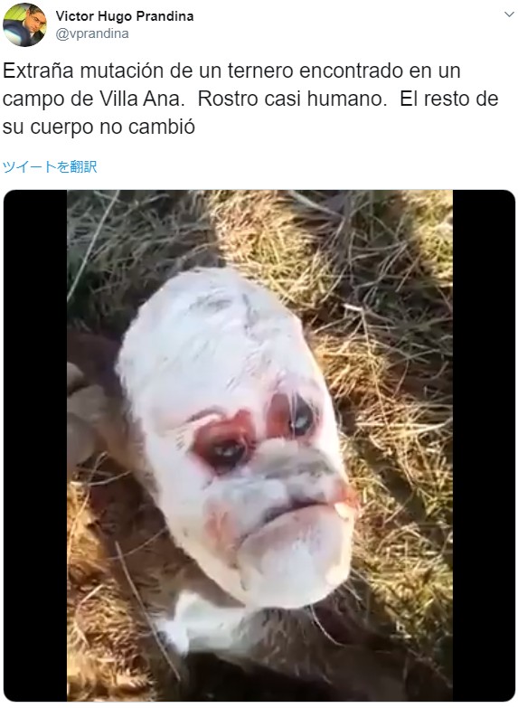 人間の顔のような子牛に人々驚く（画像は『Victor Hugo Prandina　2019年9月6日付Twitter「Extraña mutación de un ternero encontrado en un campo de Villa Ana.」』のスクリーンショット）