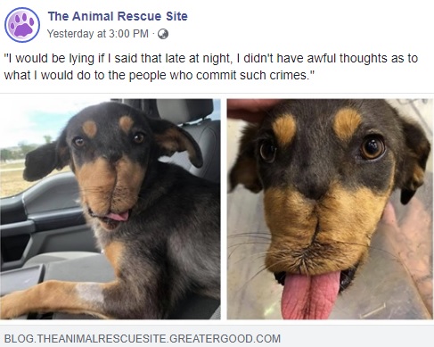 顎の再建手術を受けた犬（画像は『The Animal Rescue Site　2019年9月4日付Facebook「“I would be lying if I said that late at night, I didn’t have awful thoughts as to what I would do to the people who commit such crimes.”」』のスクリーンショット）