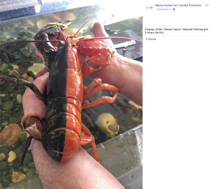 真ん中でくっきり2色に分かれたロブスター（画像は『Maine Center for Coastal Fisheries　2019年9月6日付Facebook「We’ve seen some pretty cool lobsters in our marine touch tank over the years, but this one might be a first!」』のスクリーンショット）