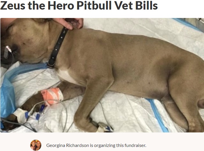 サンゴヘビに噛まれ治療を受けるピットブル（画像は『GoFundMe　2019年9月27日付「Zeus the Hero Pitbull Vet Bills」』のスクリーンショット）