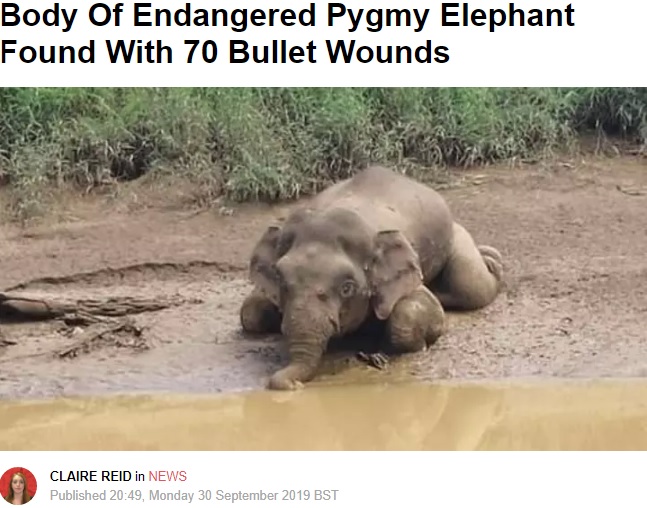 銃弾70発を受け牙を取られたボルネオゾウ（画像は『LADbible　2019年9月30日付「Body Of Endangered Pygmy Elephant Found With 70 Bullet Wounds」』のスクリーンショット）