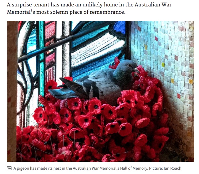 ポピーの花を盗んで巣作りした鳩（画像は『The Canberra Times　2019年11月7日付「Pigeon steals poppies to make its home at the Australian War Memorial」（Picture: Ian Roach）』のスクリーンショット）