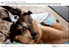 【海外発！Breaking News】母親に捨てられたキリンの赤ちゃんが犬に甘える（南ア）＜動画あり＞