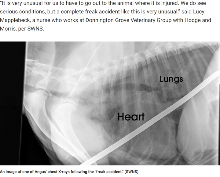 主要な臓器は無事だったアンガス（画像は『Fox News　2019年11月14日付「Dog miraculously survives spike impaling chest: ‘A complete freak accident’」（SWNS）』のスクリーンショット）