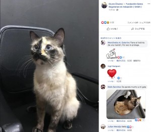 サミュエルくんを守った猫の“ギャツベラ”（画像は『DLore Álvarez　2019年11月1日付Facebook「Les presento a la héroe de la semana」』のスクリーンショット）