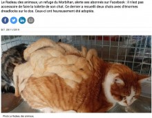 【海外発！Breaking News】ドレッドヘアのように毛が絡まってしまった猫、新たな飼い主が見つかる（仏）