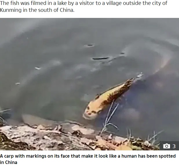 人間の顔を持つ魚（画像は『The Sun　2019年11月9日付「SOMETHING FISHY Fish ‘with a human face’ creeps people out after being spotted in a lake in China」』のスクリーンショット）