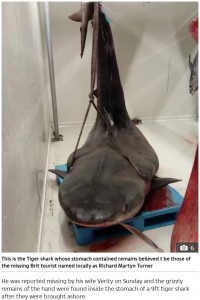 男性の手を飲み込んでいたイタチザメ（画像は『The Sun　2019年11月8日付「HOL HORROR Brit, 44, eaten by shark pictured after wife ID’d wedding ring found in beast off Reunion island」』のスクリーンショット）