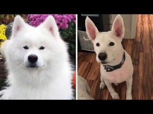 【海外発！Breaking News】長毛種の犬をトリマーが丸刈りに　混乱する飼い主「うちの子じゃない」（米）＜動画あり＞