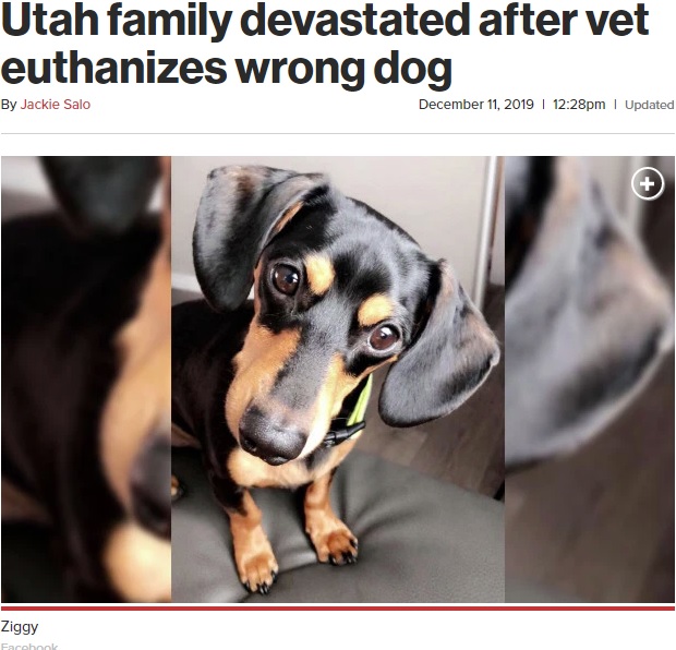 手違いで安楽死された犬（画像は『New York Post　2019年12月11日付「Utah family devastated after vet euthanizes wrong dog」（Facebook）』のスクリーンショット）