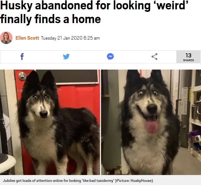変わった外見のためブリーダーに捨てられた犬（画像は『Metro　2020年1月21日付「Husky abandoned for looking ‘weird’ finally finds a home」（Picture: HuskyHouse）』のスクリーンショット）
