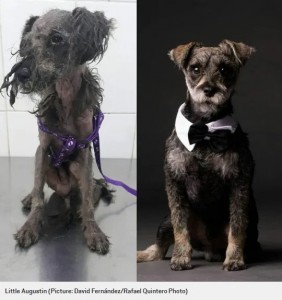 リトル・オーガスティン（Little Augustin）のビフォー・アフター（画像は『Metro　2020年2月3日付「Pictures of dogs before and after being rescued shows the power of a little love」（Picture: David Fernández/Rafael Quintero Photo）』のスクリーンショット）