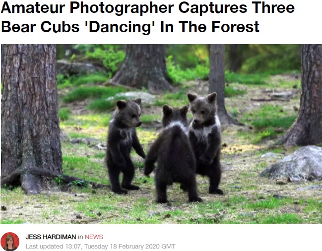 輪になって踊っているような子グマたち（画像は『LADbible　2020年2月18日付「Amateur Photographer Captures Three Bear Cubs ‘Dancing’ In The Forest」（Credit: Valtteri Mulkahainen）』のスクリーンショット）