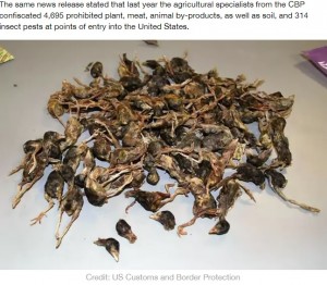 乾燥されて袋詰めにされた鳥（画像は『LADbible　2020年2月11日付「US Airport Officials Confiscate Bag Of Dead Birds From Chinese Passenger」（Credit: US Customs and Border Protection）』のスクリーンショット）