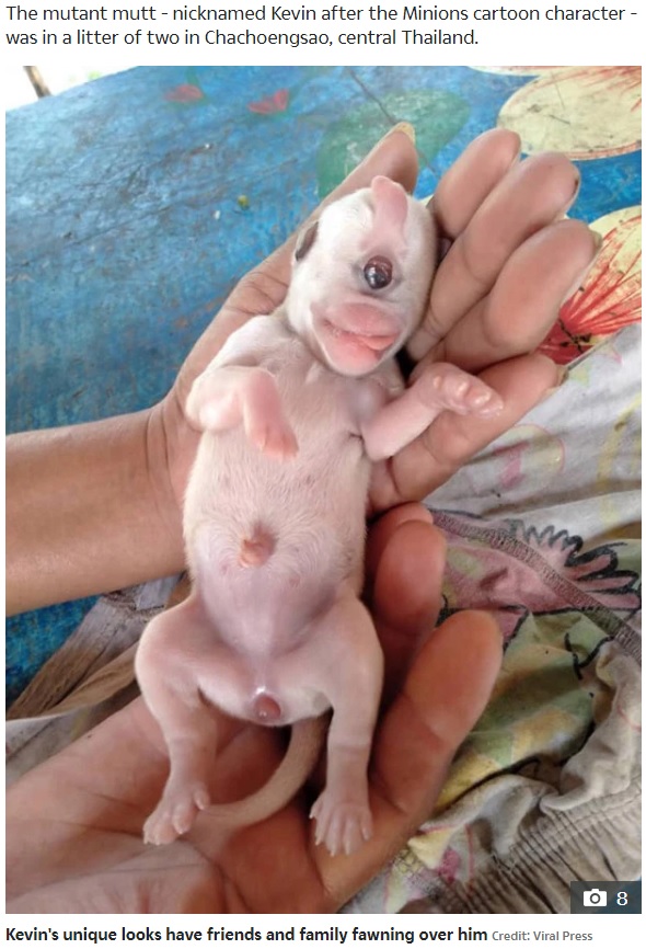 目が1つだけの奇形の子犬（画像は『The Sun　2020年2月4日付「THAT’S MUTTS One-eyed dog nicknamed Kevin after the Minions cartoon character is born in Thailand」（Credit: Viral Press）』のスクリーンショット）