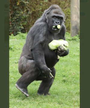 【海外発！Breaking News】餌を独り占めする動物園のゴリラの姿がスーパーで買い占めする人間のよう（英）