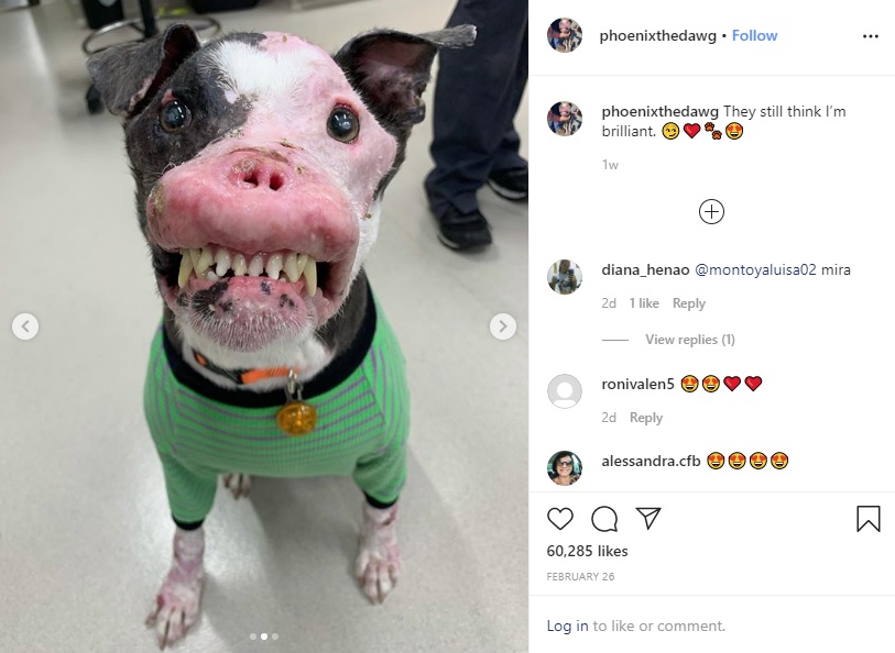 保護されて病気が判明した犬（画像は『Phoenix　2020年2月26日付Instagram「They still think I’m brilliant.」』のスクリーンショット）