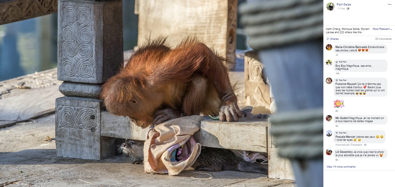 かくれんぼをして遊ぶカワウソとオラウータン（画像は『Pairi Daiza NL　2020年3月31日付Facebook「Beste vrienden, Een klein momentje van plezier om met jullie te delen…」』のスクリーンショット）