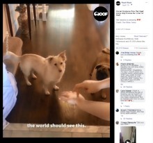 【海外発！Breaking News】耳に障がいを持つ犬　「散歩」の手話に大はしゃぎ（カナダ）＜動画あり＞