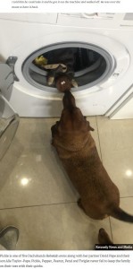 お気に入りのおもちゃを取り出すピクル（画像は『UNILAD　2020年4月27日付「Dog Stares At Machine For Hour-Long Cycle As Owner Washes Favourite Toy」（Kennedy News and Media）』のスクリーンショット）