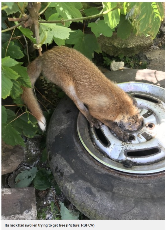 タイヤに頭がはまっているキツネの様子（画像は『Metro　2020年5月27日付「Fox rescued getting head stuck car wheel」（Picture: RSPCA）』のスクリーンショット）