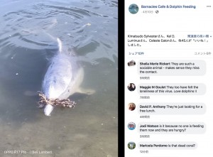 【海外発！Breaking News】野生のイルカ、餌が欲しくてプレゼントを持ってやって来る（豪）