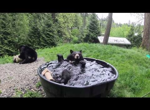 水浴びを楽しむアメリカクロクマ（画像は『Oregon Zoo　2020年5月5日公開 YouTube「Black Bear Takoda Takes A Splashy Bath」』のサムネイル）