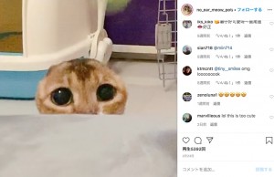 飼い主と遊ぶポテト（画像は『無耳貓薯仔 Potato　2020年2月23日付Instagram「精靈棒棒」』のスクリーンショット）