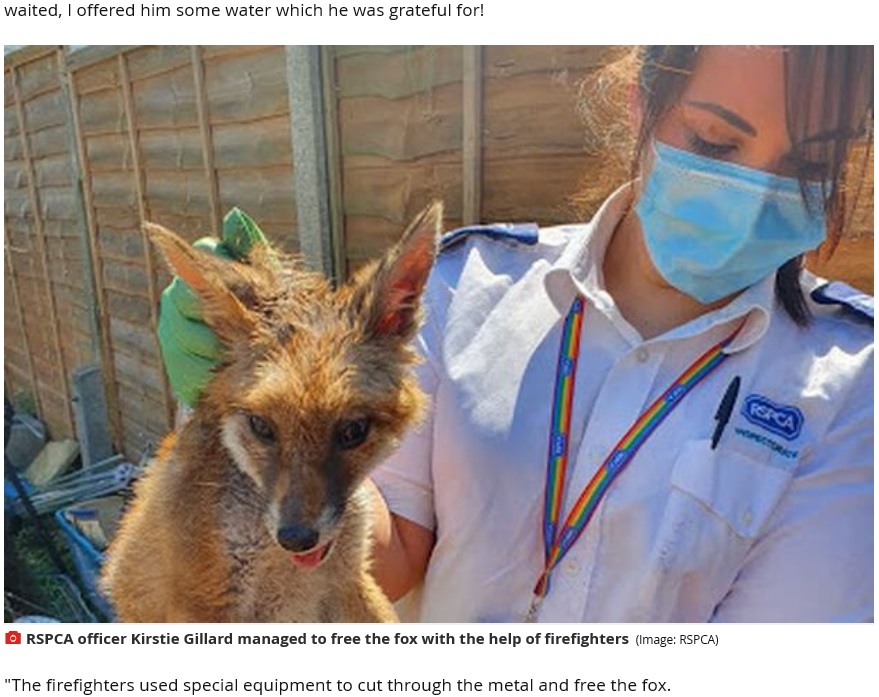 救出されたキツネとカースティーさん（画像は『MyLondon　2020年5月27日付「The scary moment a fox got its head stuck in a wheel in a Croydon garden」（Image: RSPCA）』のスクリーンショット）