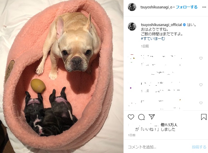 草なぎ剛の愛犬クルミちゃんと子犬3匹（画像は『草なぎ剛　2020年5月4日付Instagram「はい。」』のスクリーンショット）