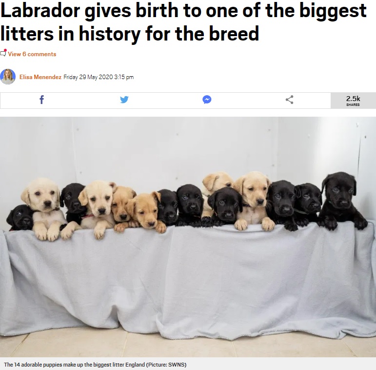 誕生した14匹の子犬たち（画像は『Metro　2020年5月29日付「Labrador gives birth to one of the biggest litters in history for the breed」（Picture: SWNS）』のスクリーンショット）