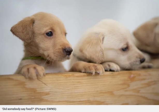 個性がでてきた子犬たち（画像は『Metro　2020年5月29日付「Labrador gives birth to one of the biggest litters in history for the breed」（Picture: SWNS）』のスクリーンショット）