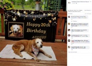 人間で言うと120歳超のオージー（画像は『GoldHeart Golden Retrievers Rescue　2020年6月20日付Facebook「Its official.」』のスクリーンショット）