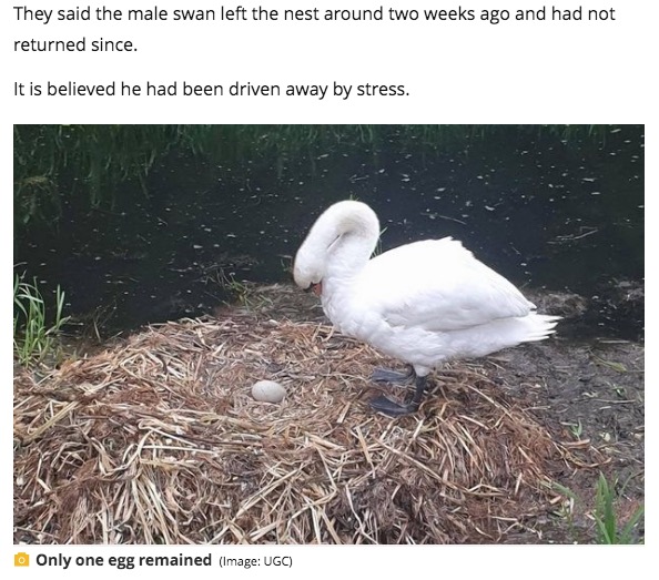 6個あった卵が潰されて1個だけに（画像は『Manchester Evening News　2020年6月20日付「Swan whose nest was smashed up by vandals with bricks ‘dies from a broken heart’」（Image: UGC）』のスクリーンショット）