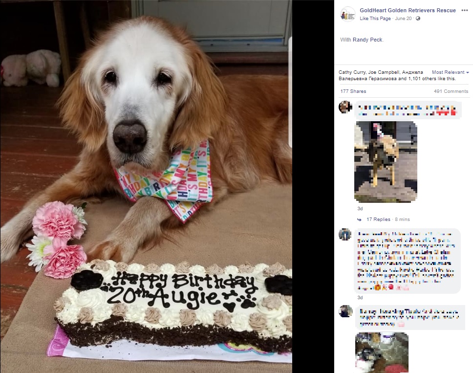 4月に20歳の誕生日を迎えたゴールデン・レトリバー（画像は『GoldHeart Golden Retrievers Rescue　2020年6月20日付Facebook「Its official.」』のスクリーンショット）