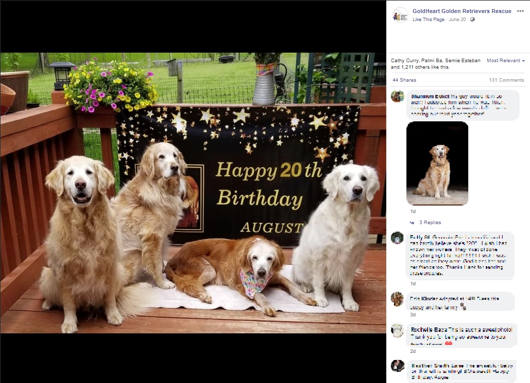 オージーと一緒に暮らす3頭の仲間（画像は『GoldHeart Golden Retrievers Rescue　2020年6月20日付Facebook「Its official.」』のスクリーンショット）